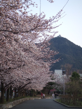 岐阜城と桜.jpg