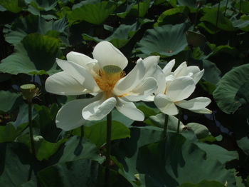 池に咲いてた蓮の花.jpg